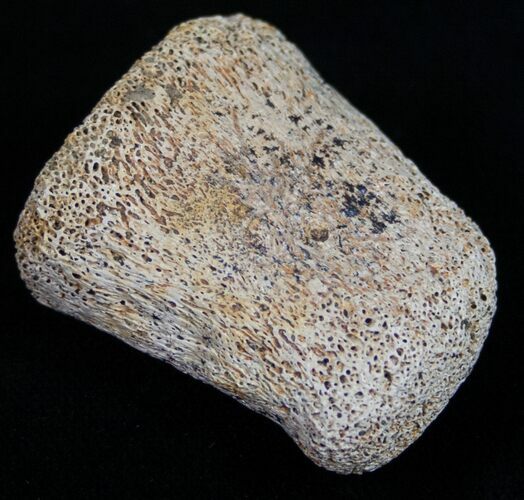 Edmontosaurus Finger Bone - Hell Creek Formation #10576